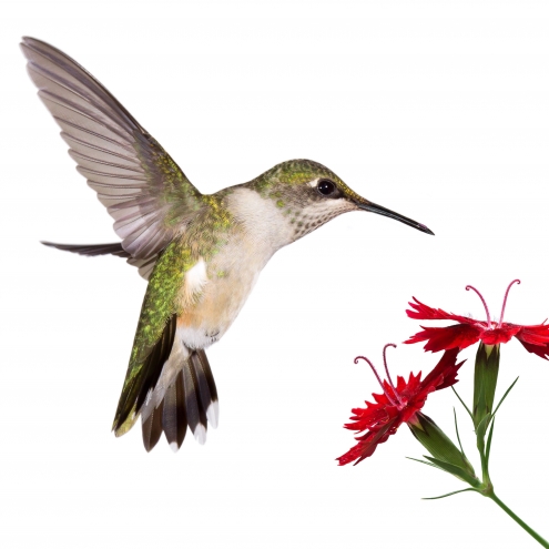 Animaux / Colibri