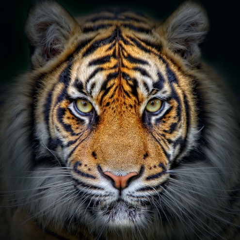 Animaux / Tigre