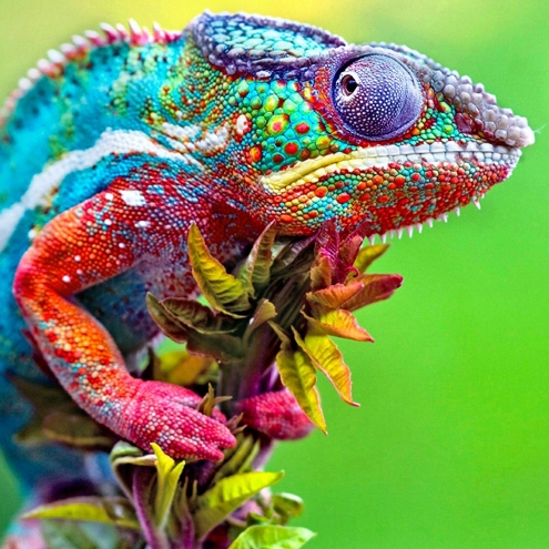 Animals / Cameleon